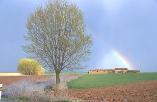 Paisaje de arbol y riego